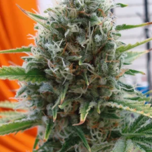 Super skunk Feminizada