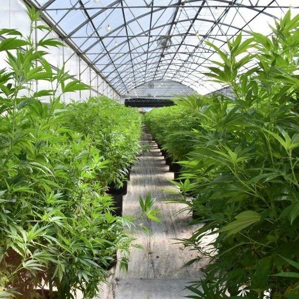 GreenHouse